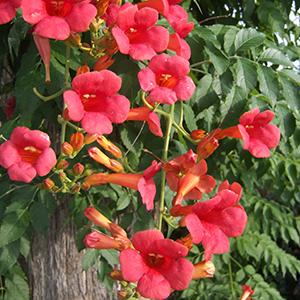 Campsis Campsis x HOMR (Madame Rosy®)