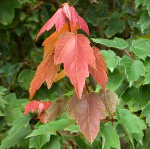 Acer Acer rubrum HOSR (Summer Red® Maple)
