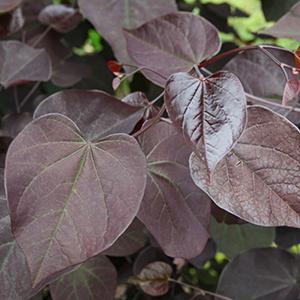 Cercis Cercis canadensis Greswan (Burgundy Hearts® Redbud)