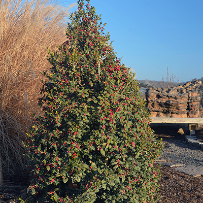 Ilex Ilex x HL10-90 (Christmas Jewel® Holly)