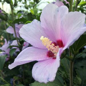 Hibiscus Hibiscus syriacus Greba (Blue Angel™ Althea)