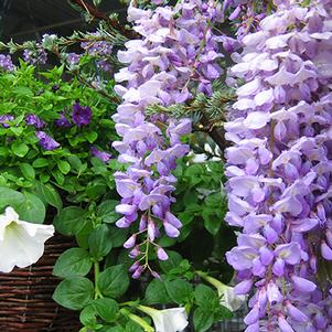 Wisteria Wisteria floribunda Betty Tam (Lavender Falls Wisteria)