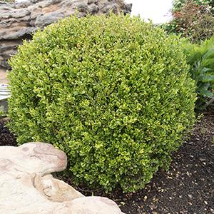 Buxus Buxus microphylla PEERGOLD (Golden Dream Boxwood)