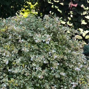 Abelia Abelia x grandiflora Hopley's (Twist of Lime™ Abelia)