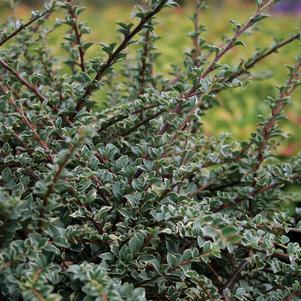 Cotoneaster Cotoneaster horizontalis Variegatus (Northern Borders™ Var. Cotoneaster)