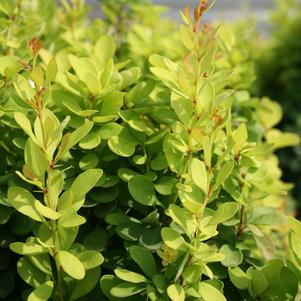 Berberis Berberis thunbergii Golden Rocket (Golden Rocket Barberry)