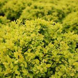 Berberis Berberis thunbergii Tiny Gold (Tiny Gold Barberry)