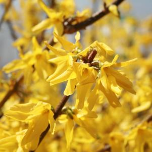 Forsythia Forsythia x intermedia Spectabilis (Showy Border™ Forsythia)