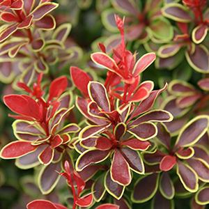 Berberis Berberis thunbergii Admiration (Admiration Barberry)