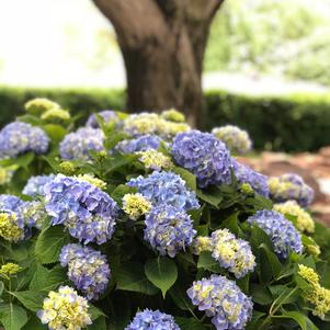 Hydrangea Hydrangea macrophylla GRENAN (Nantucket Blue™ Hydrangea)