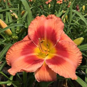 Hemerocallis Hemerocallis x SPd 06-01 (Bahama Pink Sky™)