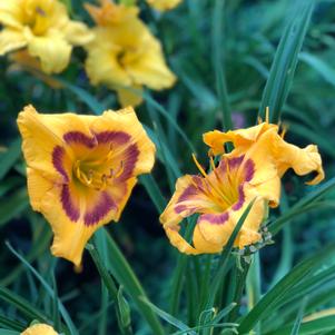 Hemerocallis Hemerocallis x SPd 06-02 (Kokomo Sunset™)