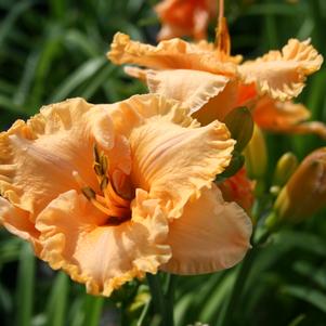 Hemerocallis Hemerocallis x SPd 06-08 (Bermuda Peach™)