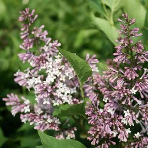 Syringa Syringa patula Greswt (Miss Kim Sweet Treat™ Lilac)