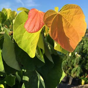 Cercis Cercis canadensis JN2 (The Rising Sun™ Redbud)