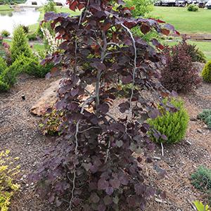 Cercis Cercis canadensis Ruby Falls (Ruby Falls Redbud)