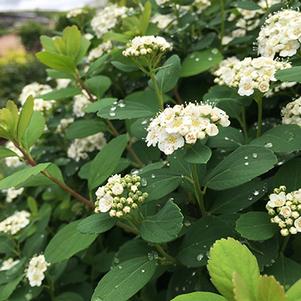 Spiraea Spiraea betulifolia Tor (White Frost™ Birchleaf Spirea)