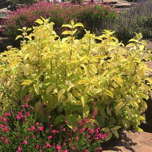 Cornus Cornus hesseyii Garden Glow (Garden Glow™ Dogwood)