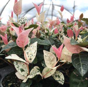 Trachelospermum Trachelospermum asiaticum HOSNS (Snow-N-Summer™ Asiatic Jasmine)