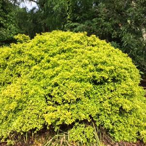 Ilex Ilex vomitoria HOGY (Eureka Gold™)