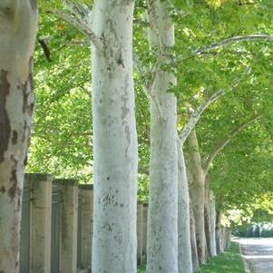 Platanus Platanus x acerifolia GREJTN (Rockford Road™ London Planetree)