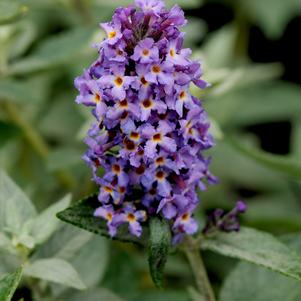 Buddleia Buddleia x Podaras #8 (Blue Heaven Butterfly Bush)