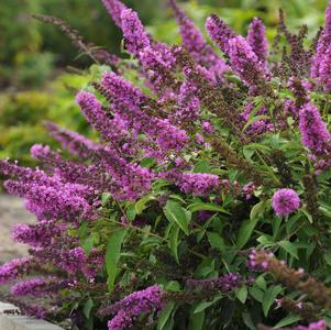 Buddleia Buddleia x Podaras #13 (Tutti Fruitti Butterfly Bush)
