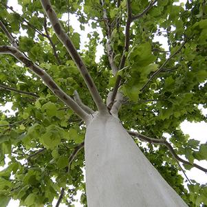 Platanus Platanus occidentalis Grenickel (Silverwood™ Sycamore)