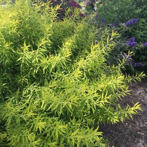 Spiraea Spiraea thunbergii Ogon (Gold Thread™ Spirea)