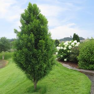 Taxodium Taxodium distichum Skyward (Lindsey's Skyward™)