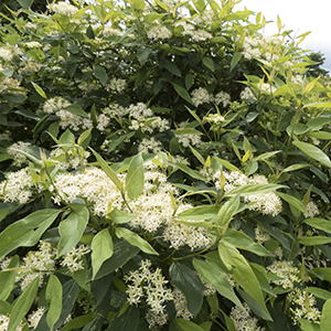 Cornus Cornus racemosa J.N. Red Stem (Irish Setter™ Dogwood)