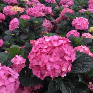Hydrangea Hydrangea macrophylla x serrata After Midnight (After Midnight Hydrangea)
