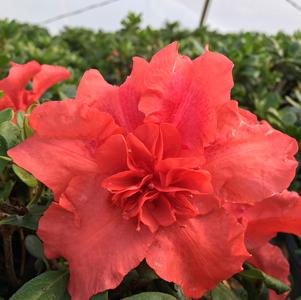 az Rhododendron Rhododendron x RLH1-8P1 (Bloom-A-Thon® Firebrick Fame™ Azalea)