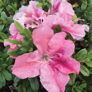az Rhododendron Rhododendron x RLH1-12P0 (Bloom-A-Thon® Blush Elegance™ Azalea)