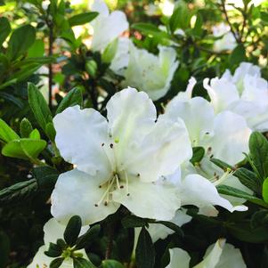 az Rhododendron Rhododendron x RLH1-15P3 (Bloom-A-Thon® Pearl Azalea)