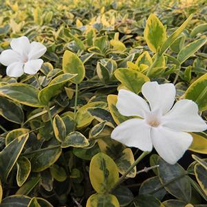 Vinca Vinca minor DSNH 1205 (Silver & Gold™ Vinca Minor)