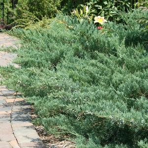 Juniperus Juniperus virginiana Greguard (Grey Guardian™ Juniper)