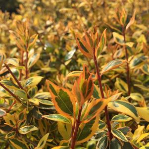 Abelia Abelia x grandiflora gretoo (Twist of Orange™ Abelia)
