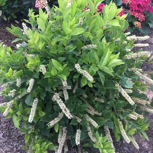 Itea Itea virginica Merlot (Short N' Sweet™ Sweetspire)