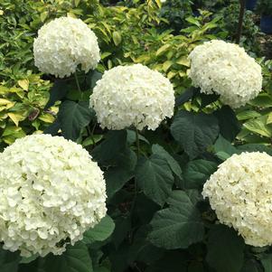 Hydrangea Hydrangea arborescens Greannie (Lil' Annie™ Hydrangea)