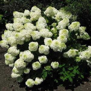 Hydrangea Hydrangea paniculata Silver Dollar (Low Tide™ Hydrangea)