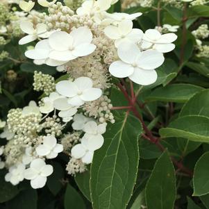 Hydrangea Hydrangea paniculata Grepearlpk (Pearls N' Pink™ Hydrangea)