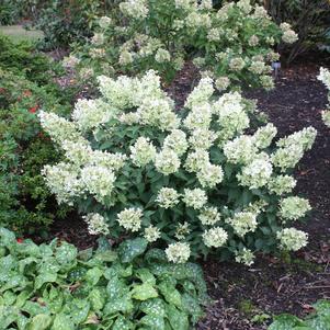 Hydrangea Hydrangea paniculata Dolly (White Caps™ Hydrangea)