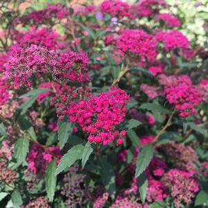 Spiraea Spiraea x bumalda Greredlac (Red Lace™ Spirea)