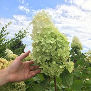 Hydrangea Hydrangea paniculata Phantom (Tidal Wave™ Hydrangea)
