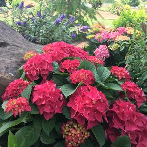 Hydrangea Hydrangea macrophylla Grefuglo (Fuchsia Glow™ Hydrangea)