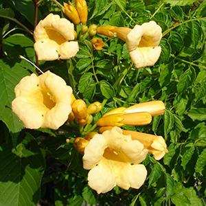 Campsis Campsis radicans Gresnbr (Snazzy Brass™ Trumpet Creeper)