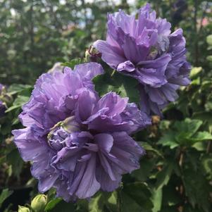 sm Hibiscus Hibiscus syriacus DS01BS (Blueberry Smoothie™ Althea)