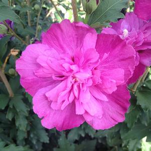 sm Hibiscus Hibiscus syriacus DS03RS (Raspberry Smoothie™ Althea)