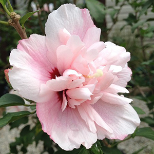 sm Hibiscus Hibiscus syriacus DS02SS (Strawberry Smoothie™ Althea)